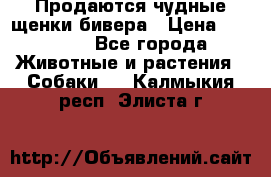 Продаются чудные щенки бивера › Цена ­ 25 000 - Все города Животные и растения » Собаки   . Калмыкия респ.,Элиста г.